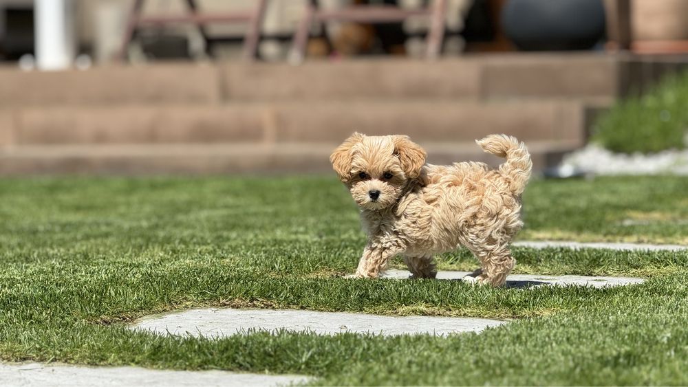 Maltipoo (Pudel red toy x Maltanczyk)