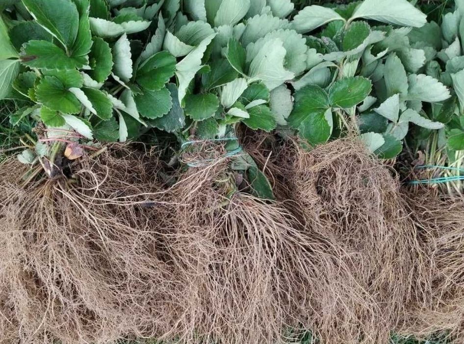 25szt sadzonki truskawek Honeoye