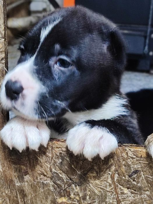 Продам щенков (Алабая) САО