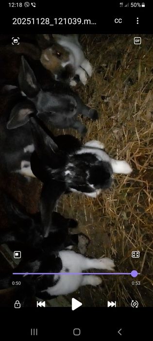 Продам 3міс.кролики!!!