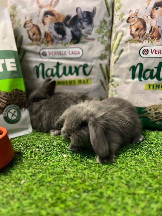 Coelhos Anões Mini lop - Loja!!