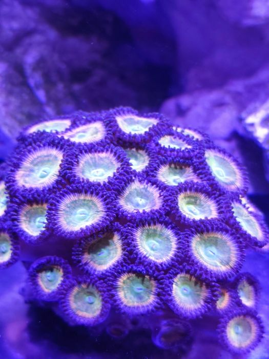 Zoanthus sunny d. Zoa Koralowce Szczepki