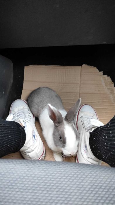 Coelho anão para adoção