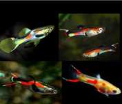 Guppys endler sortido