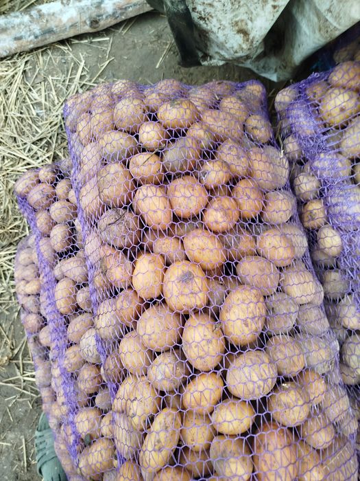 Продам картоплю насіневу