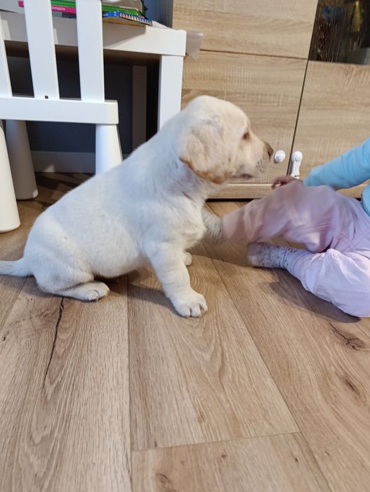 Labrador Retriever biszkoptowy piesek