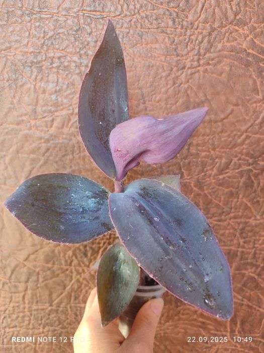 Традесканція розпродаж залишків