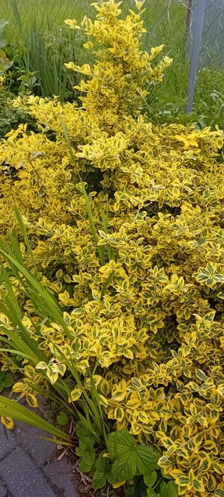 Trzmielina fortune'a, EMERALD GOLD