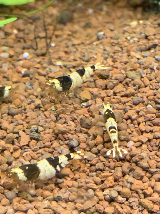 Креветка пресноводная Черный Кристалл (Caridina cf. cantonensis sp.)