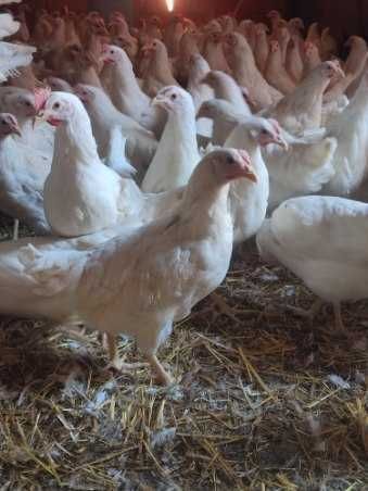 kury leghorn sandy kurki młode brojlery