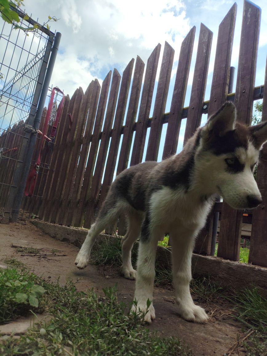 Suczka Siberian husky