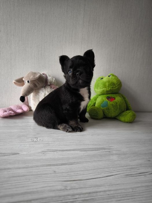 Флаффі дівчинка французский бульдог