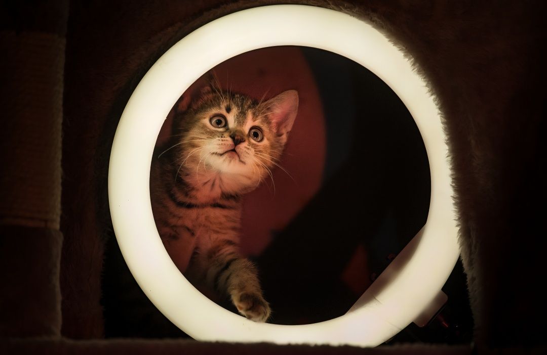 Kotki do adopcji