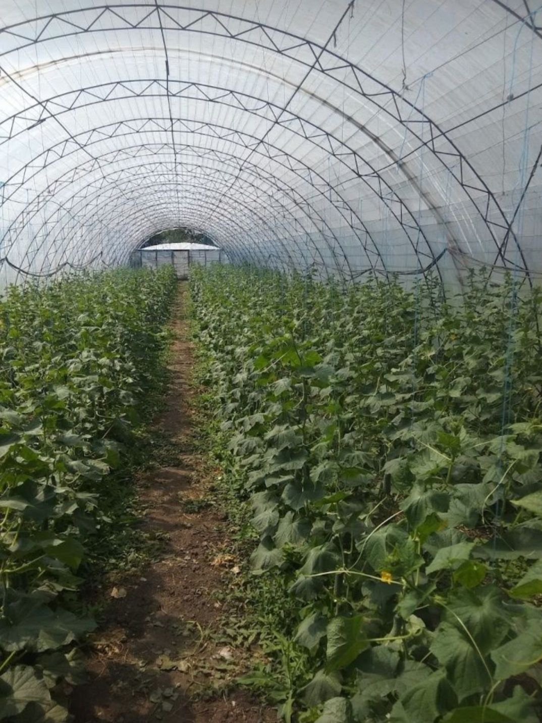 Продам балагани,теплиці.