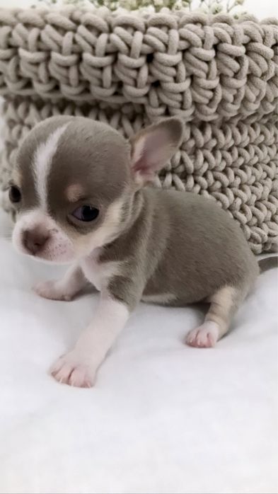 *Chihuahua* piesek Cookie