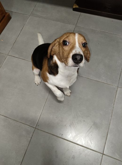 Beagle Macho Tricolor