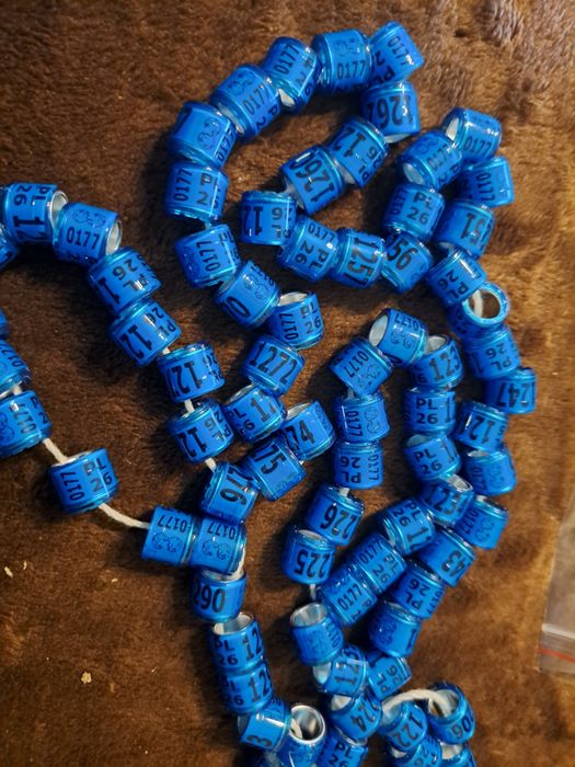 Gołębie pocztowe obraczki stałe DV Nl BL PL golab pocztowy 2026 rok