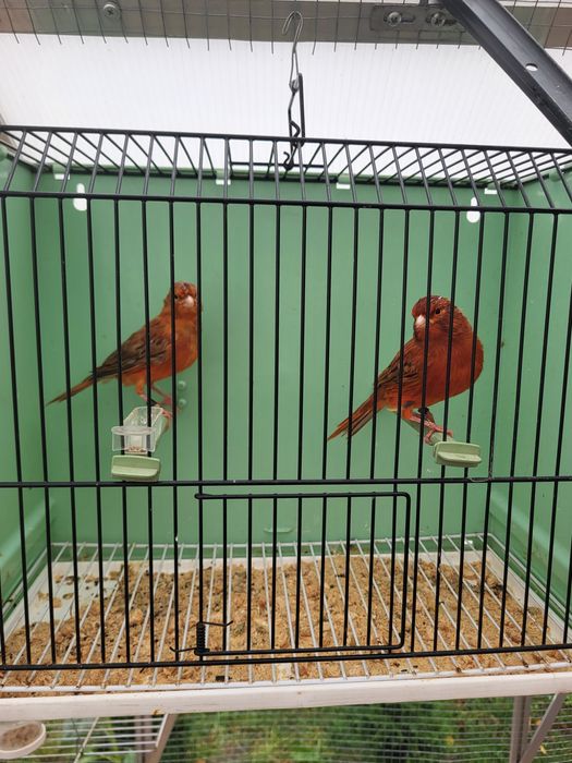 Kanarki kobalty, kasztany, agaty