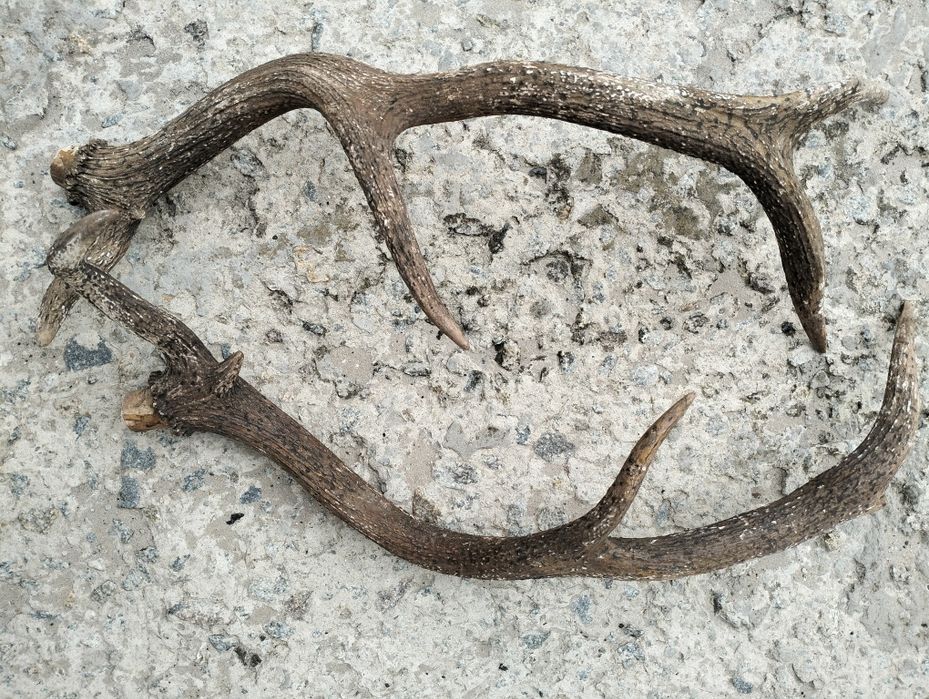 Рога оленя сухие