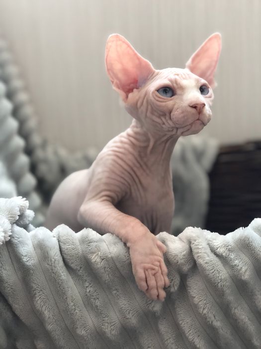 Сфинкс голубоглазая девочка