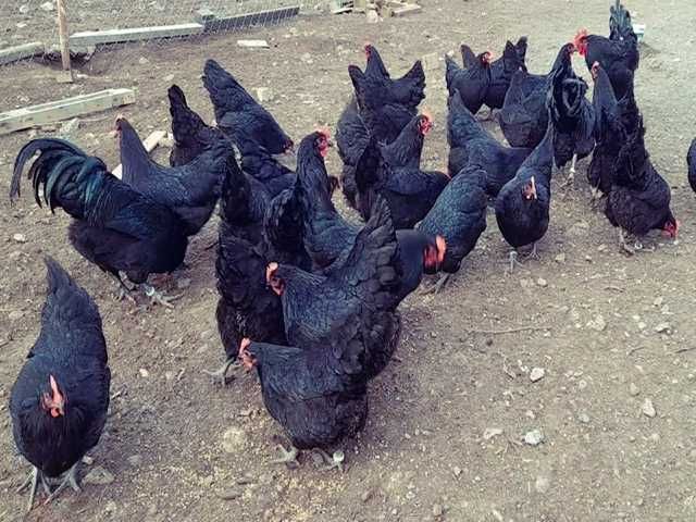 Інкубаційне яйце птиці різних порід Австралорп блакитний, чорний,спліш