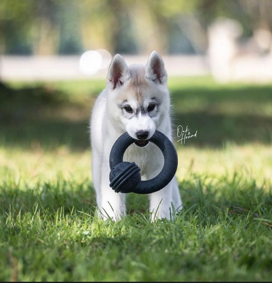 Husky Siberiano com LOP - iaspis