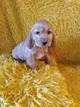 Cocker Spaniel Angielski Suczka Szczenię