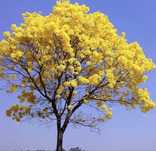 Ipê amarelo.