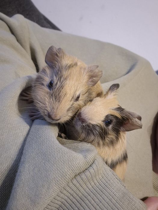 Świnki morskie do adopcji