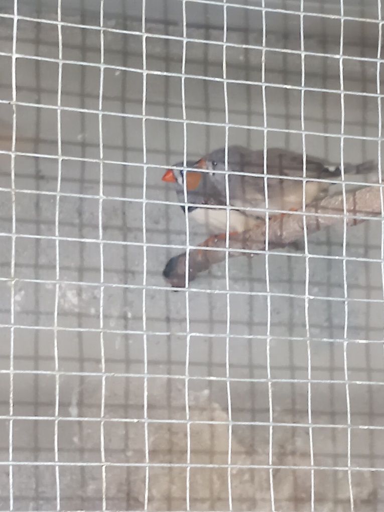 Vendo várias aves