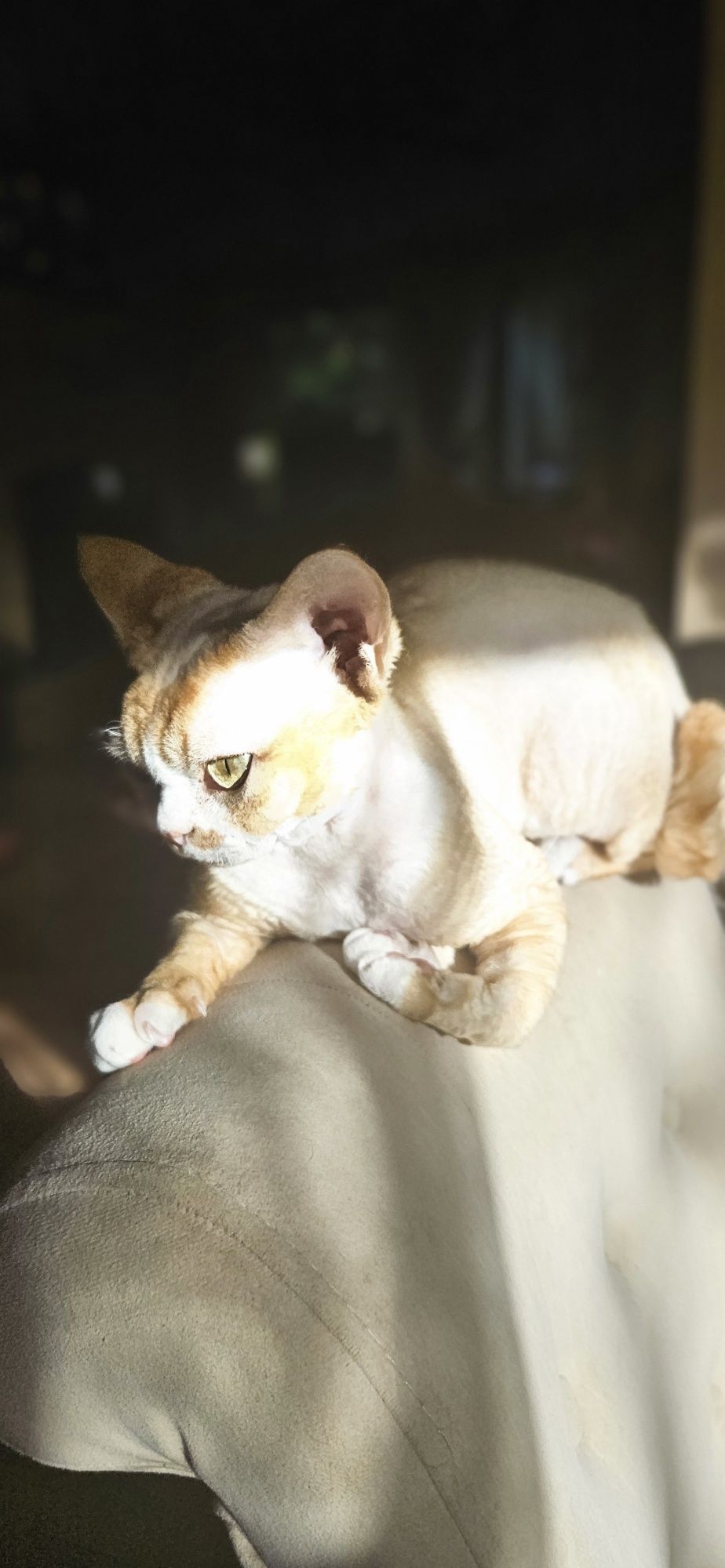 Kocurek Devon Rex