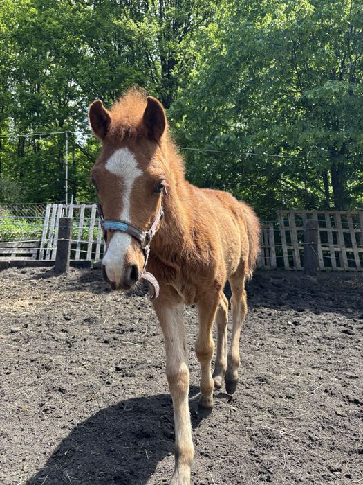 Ogier kon  kasztan malowany  wysoki 140