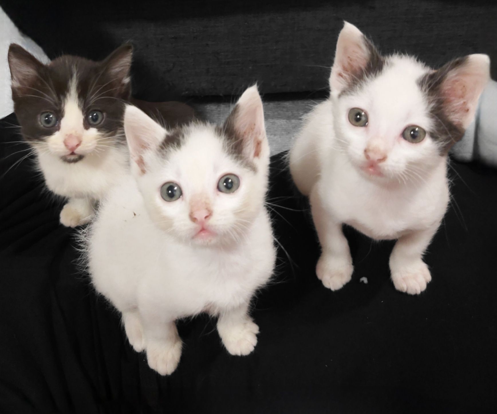 Gatinhos para Adoção Responsável