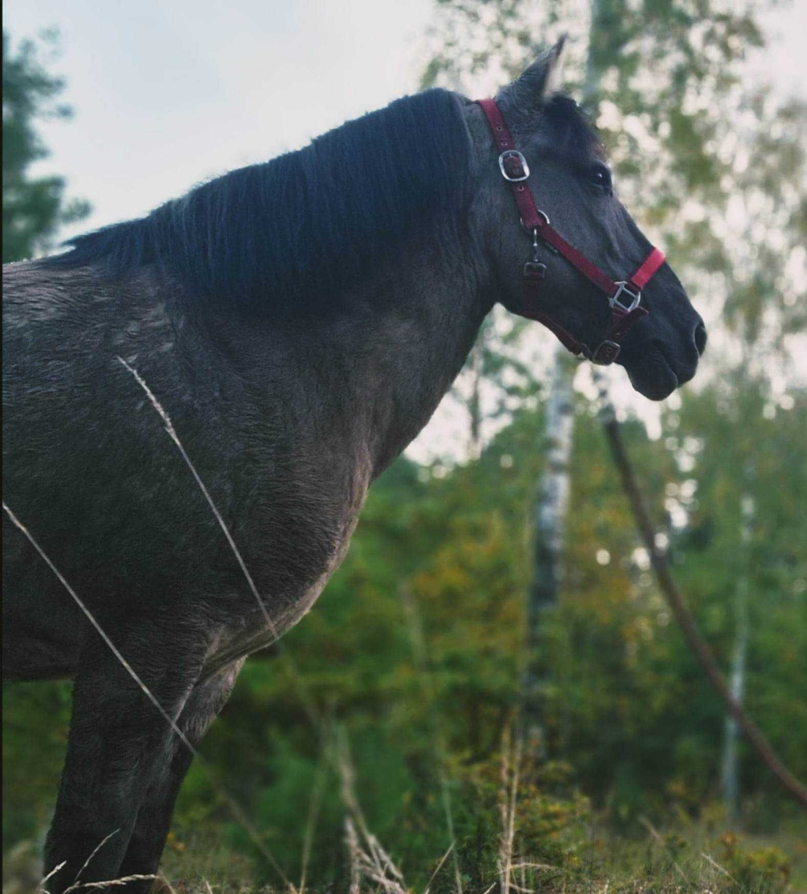 Klacz na sprzedaż