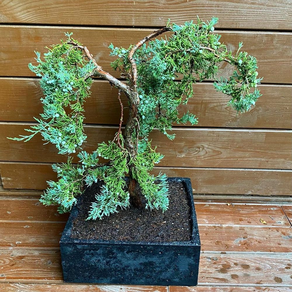 Jałowiec Płożący bonsai w recznie wykonanej betonowej donicy