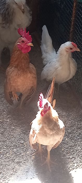 Galinhas    serama