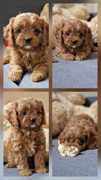 Кавапу    cavapoo     дівчинка  як мальтипу