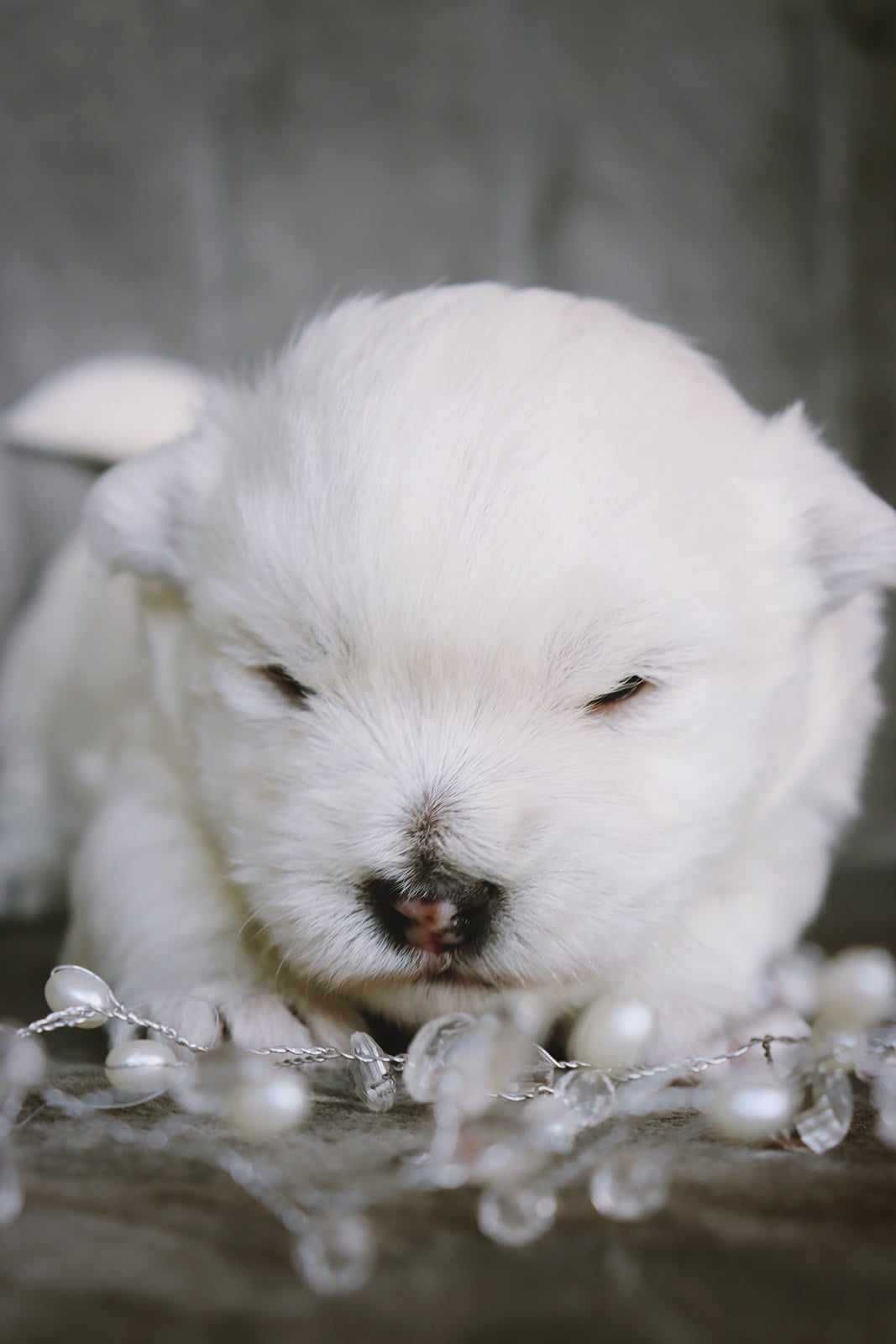 West Highland White Terrier  z rodowodem  rezerwacja