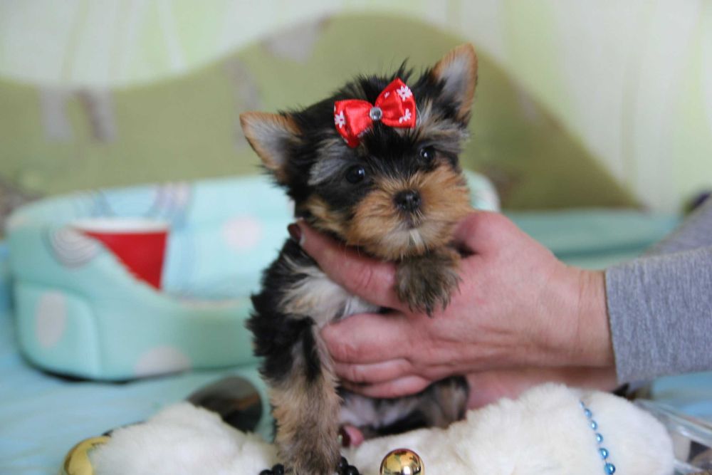 Хлопчики та дівчатка йорки