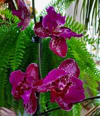 Пни с детками Орхидей от 250 грн