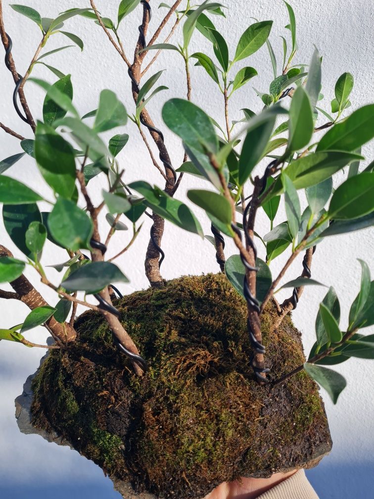 Florestas Bonsai