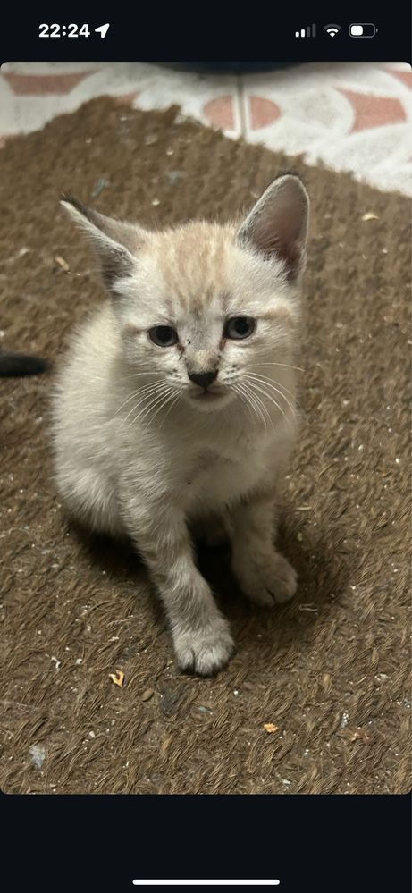 Gatinhas para adotar