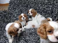 Cavalier king charles spaniel