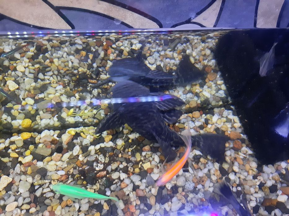 2 kiryśniki i glonojad +gratis!!!