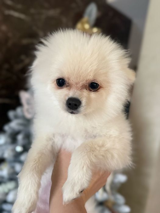 Шпіц , дівчинка 4 міс