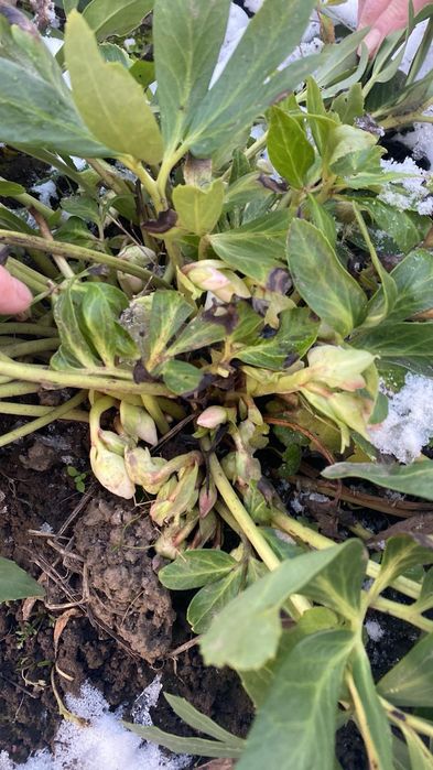 Продам кущики  морозника