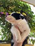 Border Collie (F)