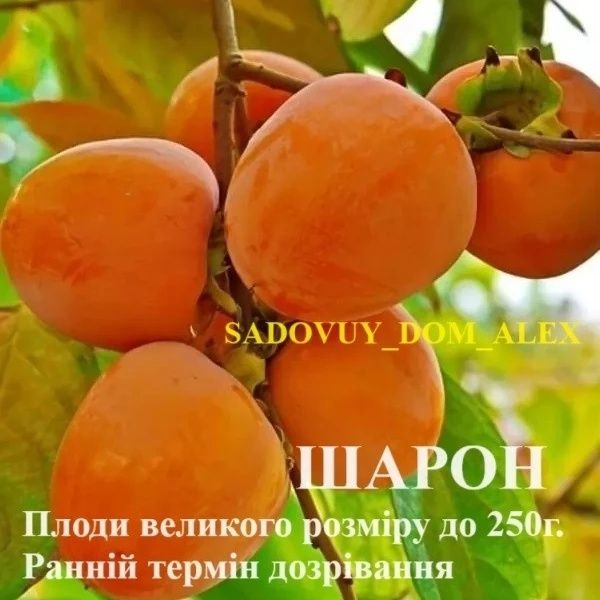 Саджанці ХУРМА Гранат Інжир Азіміна Ківі Магнолія Рододендрон Катальпа