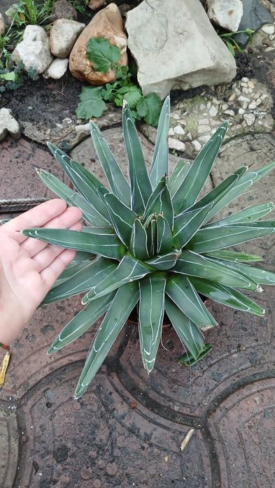 Agave Victoriae, агава Вікторія