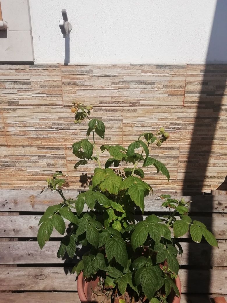 Vaso de framboesas amarelas